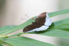 Tanaecia iapis