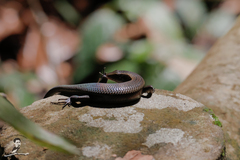 Eutropis multifasciata