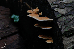 Basidiomycota