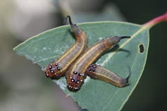 Lophyrotoma interrupta