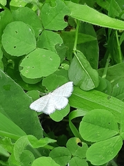 Idaea pallidata