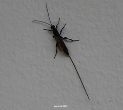 Xoridinae
