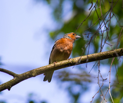 Fringilla coelebs