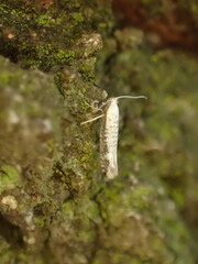 Argyresthia retinella