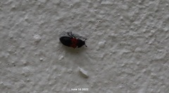 Dermestes vorax