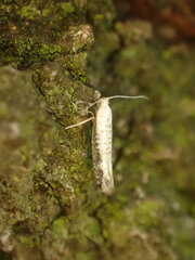 Argyresthia retinella