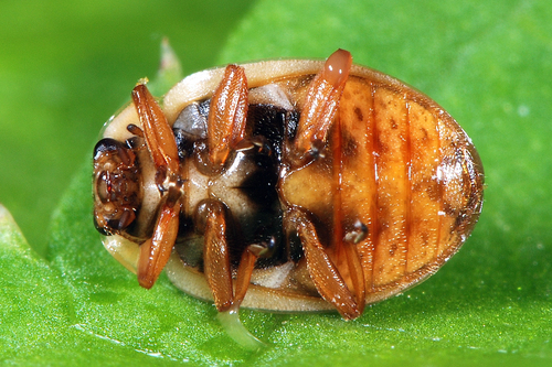 Larch Lady Beetle