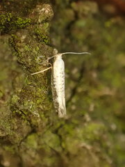 Argyresthia retinella