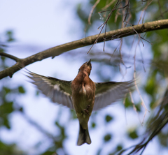 Fringilla coelebs