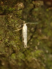 Argyresthia retinella