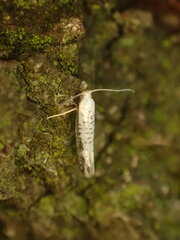 Argyresthia retinella