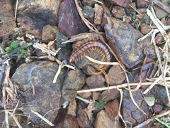 Scolopendra alternans