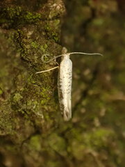 Argyresthia retinella