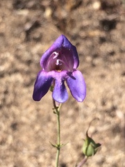 Penstemon incertus