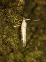 Argyresthia retinella