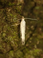 Argyresthia retinella