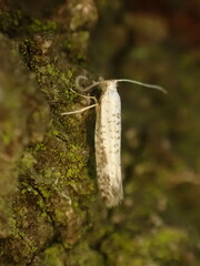 Argyresthia retinella