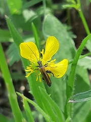 Oedemera femorata
