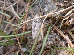 Teleiopsis diffinis