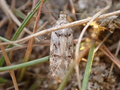 Teleiopsis diffinis