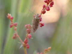 Neofaculta ericetella