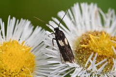 Scythris sinensis