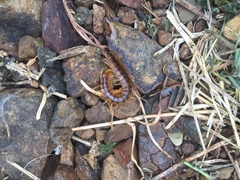 Scolopendra alternans