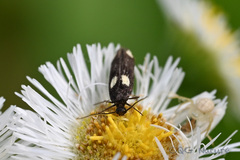 Scythris sinensis