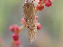 Neofaculta ericetella
