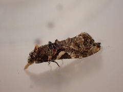 Phtheochroa rugosana