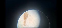 Planaria