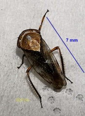 Drabescus