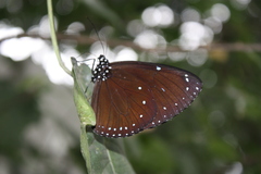 Euploea tulliolus