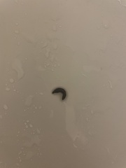 Arthurdendyus triangulatus