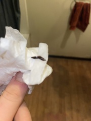 Arthurdendyus triangulatus