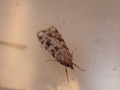 Scoparia ambigualis