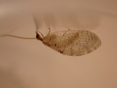 Hemerobius humulinus