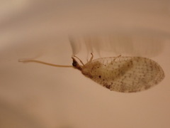 Hemerobius humulinus