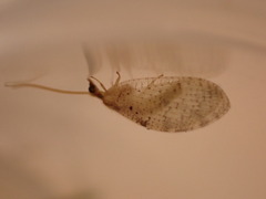 Hemerobius humulinus