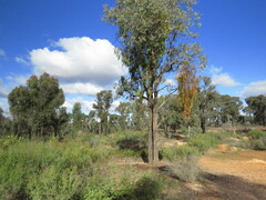Amyema pendula pendula