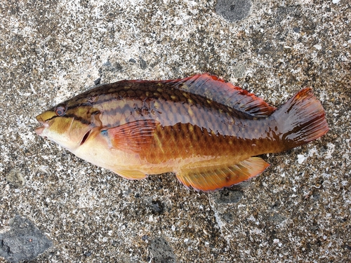 Tuskfish