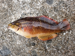 Pseudolabrus sieboldi