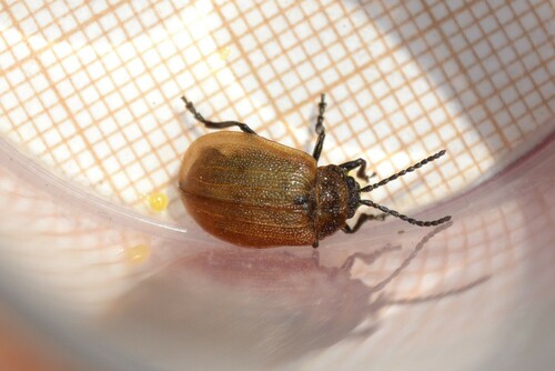 Galeruca pomonae