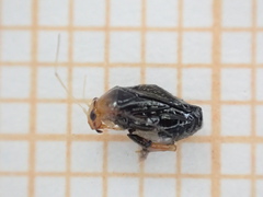 Halticus luteicollis