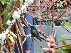 Coeligena helianthea