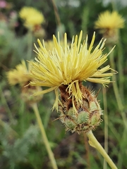 Centaurea occasus