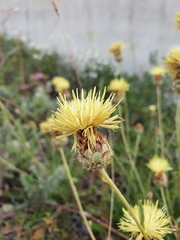 Centaurea occasus