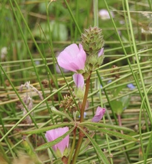 Sidalcea calycosa rhizomata