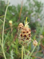 Centaurea occasus