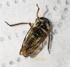 Drabescus